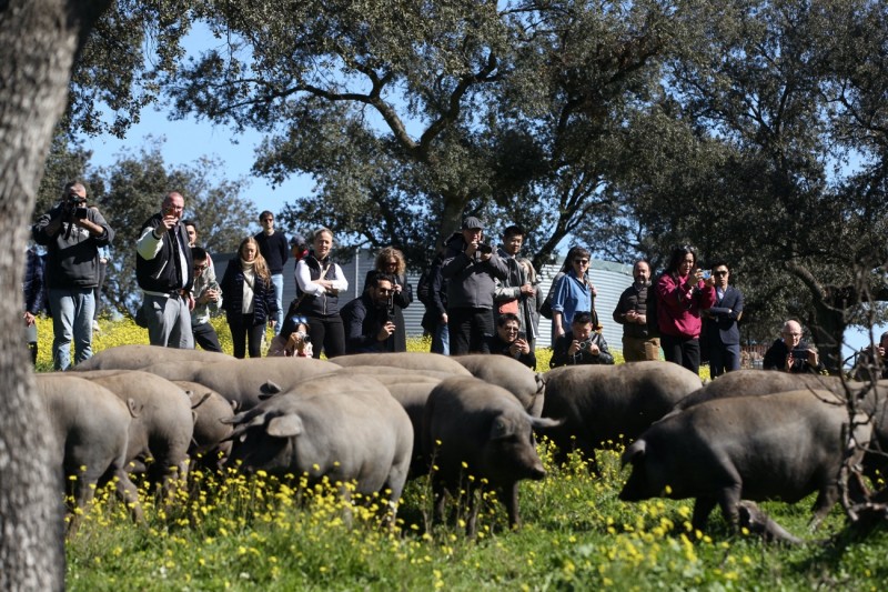 全球知名米其林星厨共赴西班牙 深度体验伊比利亚火腿的前世今生(图6)